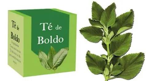 TE BOLDO