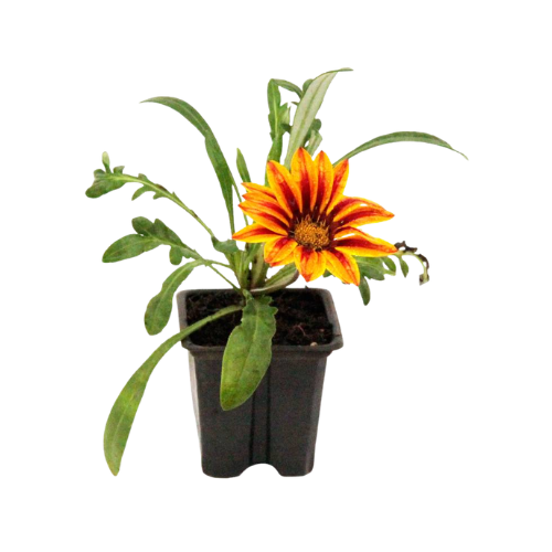 Gazania (Muda)