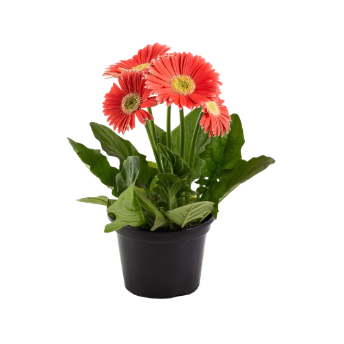 Gerbera