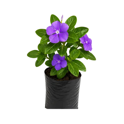 Vinca (Muda)