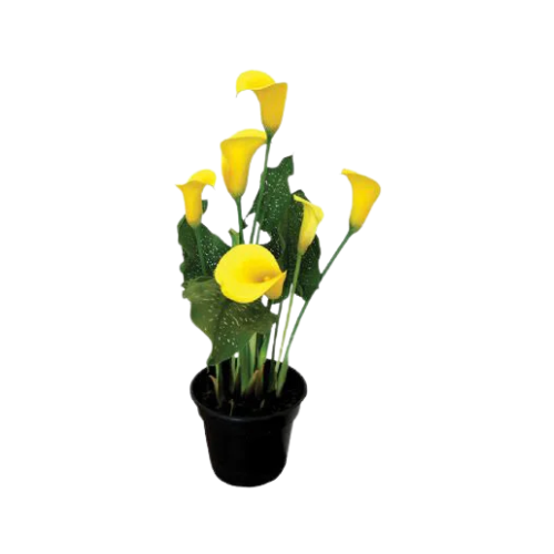 Calla
