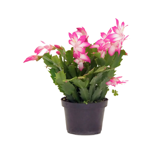 Flor de Maio