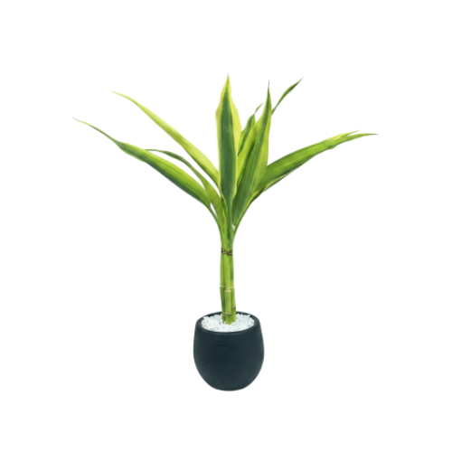 Bamboo da Sorte + Vaso Autoirrigavel