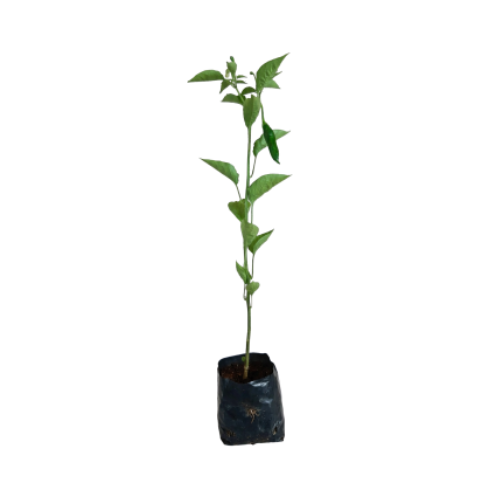 Pimenta Dedo de Moça (Muda)