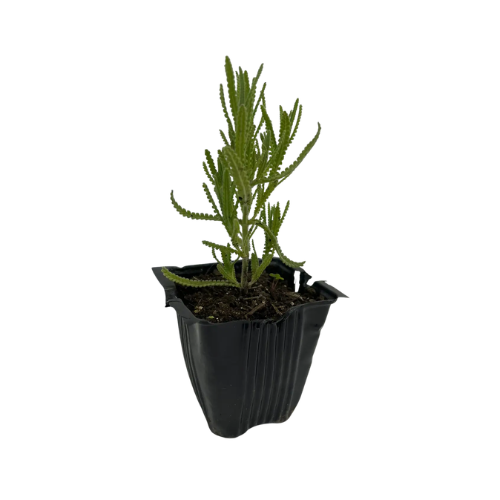 Lavanda Dentada (Muda)