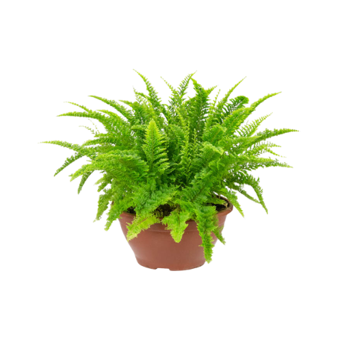 Samambaia Havaí