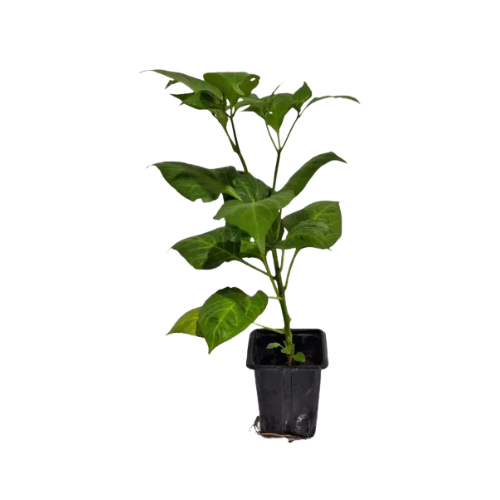 Pimenta Biquinho (Muda)