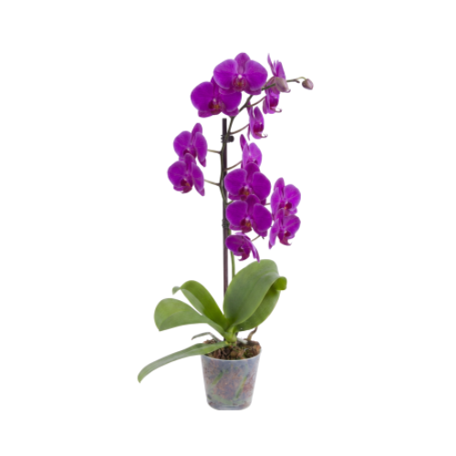 Orquídea M
