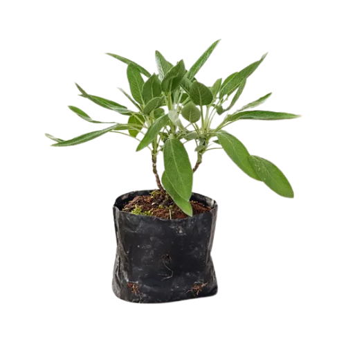 Salvia (Muda)
