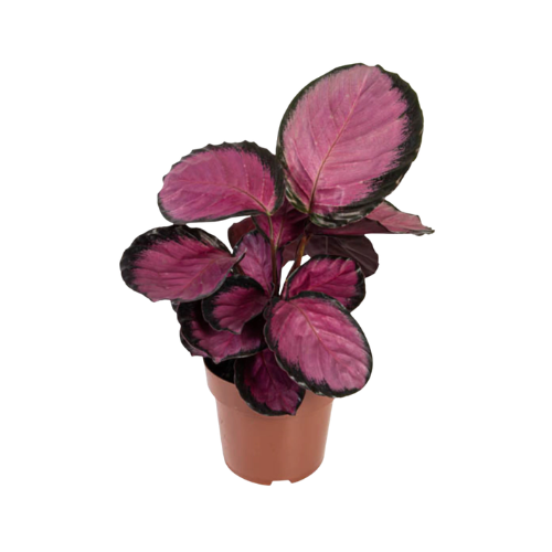 Maranta Rosea
