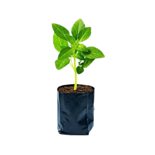 Manjericão Tradicional (Muda)