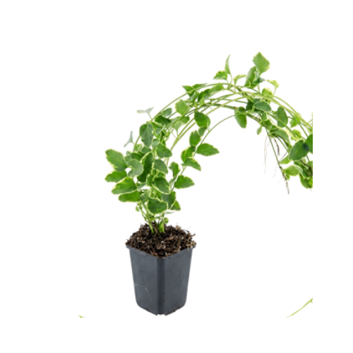 Vinca Verde (Muda)