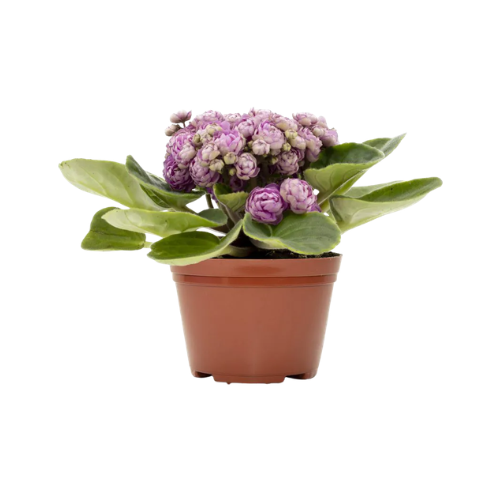 Violeta