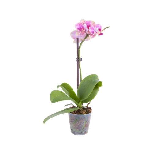 Orquídea P