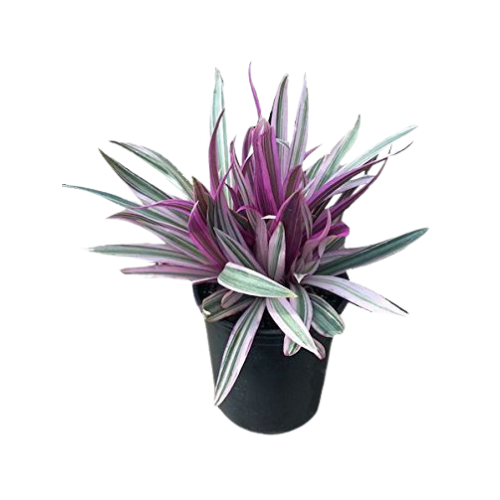 Abacaxi Roxo (Muda)