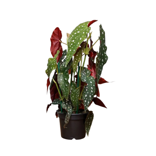 Begonia Maculata