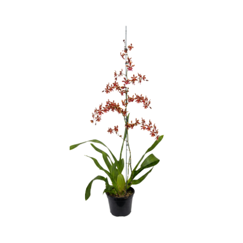 Orquídea Chocolate