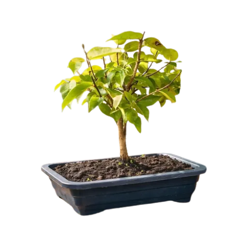 Bonsai Pitangueira