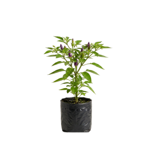 Pimenta Ornamental Werle (Muda)