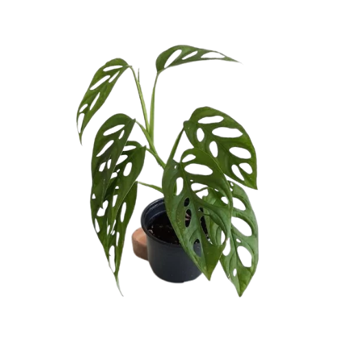 Monstera