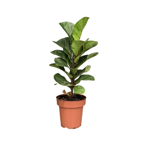 Ficus Bambino