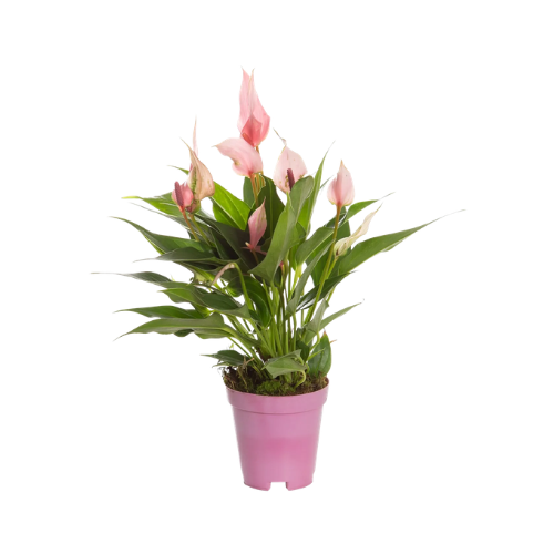 Antúrio Lily