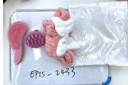set gorro peine de mujer 3pcs