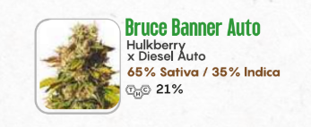 Bruce banner automática 65% sativa 35% indica