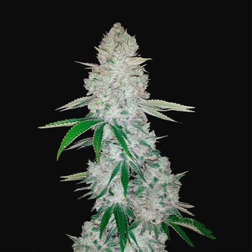 Gorilla glue auto 35% sativa 65%indica