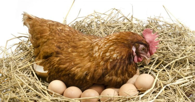 ALIMENTO GALLINAS PONEDORAS 25KG