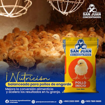 Concentrado inició pollo