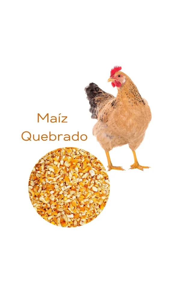 MAIZ AMARILLO QUEBRADO QQ