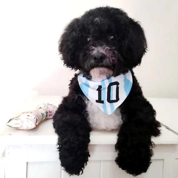 BANDANA TALLE 1 PAÑUELO