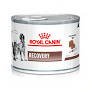 ROYAL LATA RECOVERY RS FELINE & CANINE x 195 Grs. x 1 u