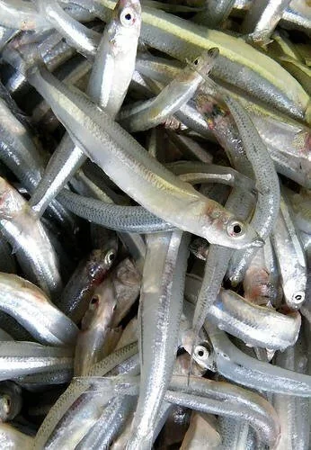 Cornalitos