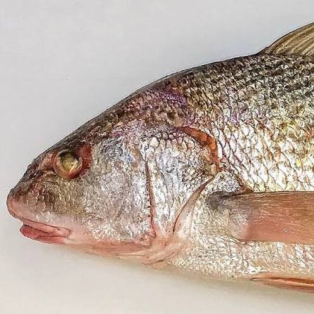 CORVINA RUBIA