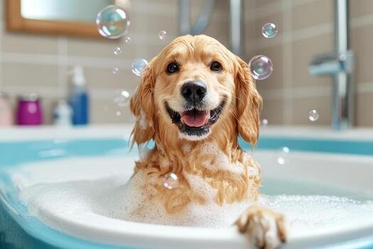 Baño de Perro Grande