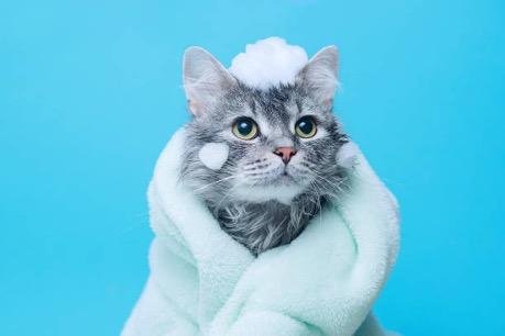 Baño De Gato