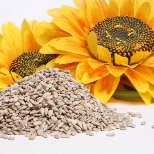 Semillas de Girasol