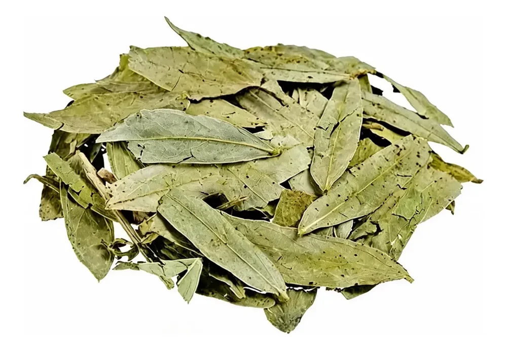sen en hoja