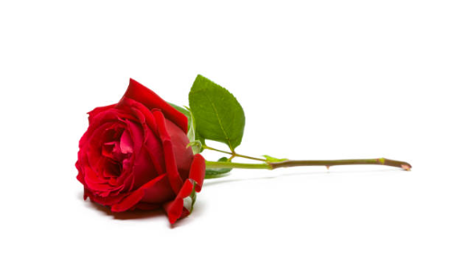 Rosa und