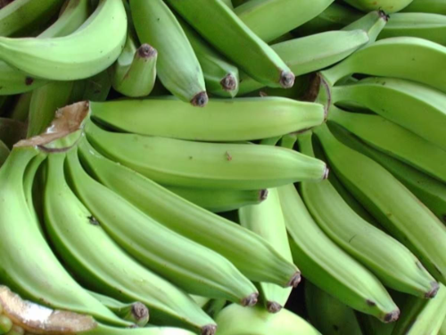 05 PLATANO