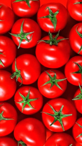 04 TOMATE