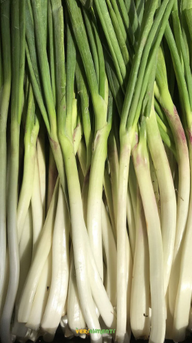 02 CEBOLLA LARGA