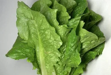 LECHUGA