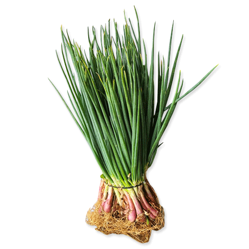 Cebolla larga
