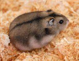 HAMSTER RUSO