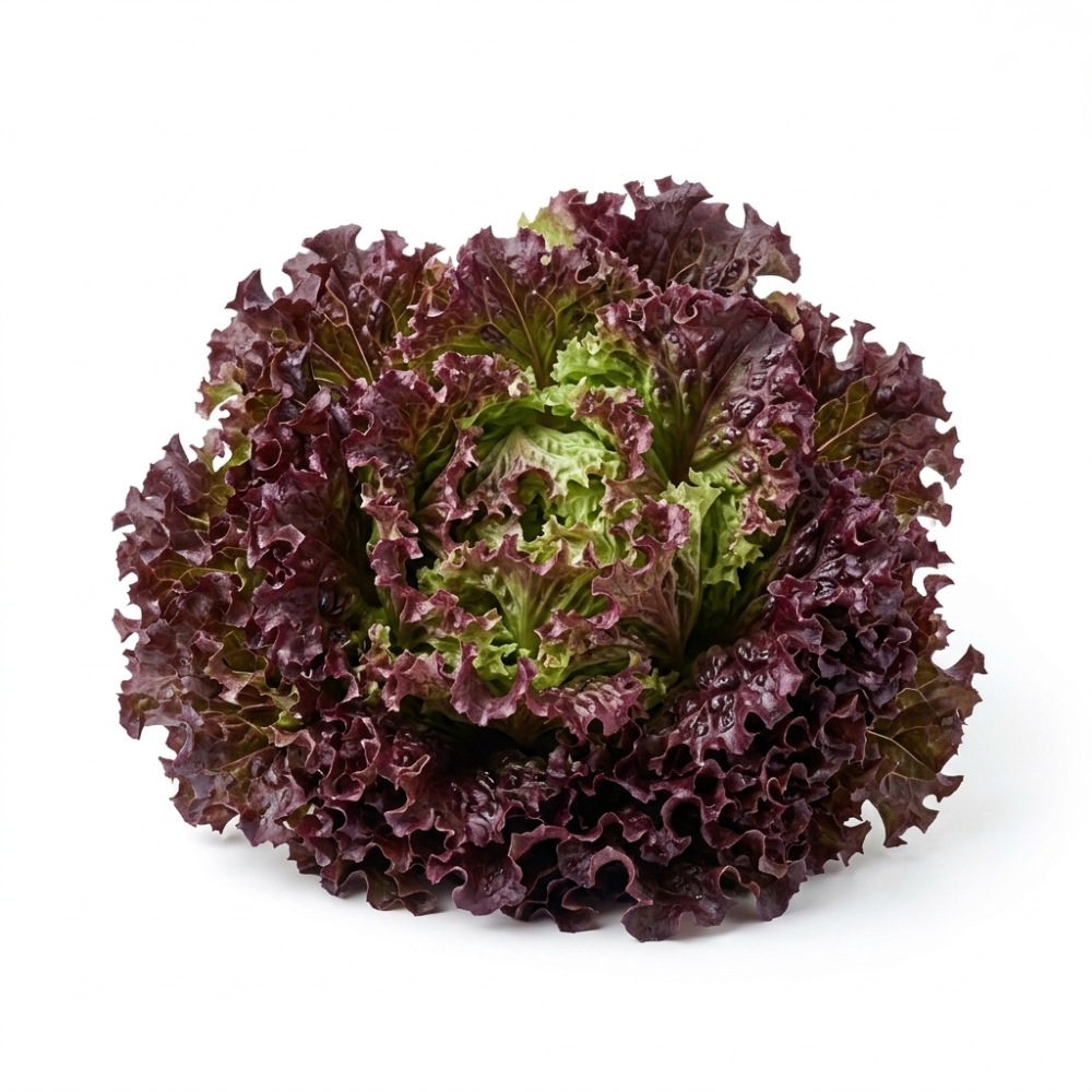 Lechuga crespa morada x 250 g