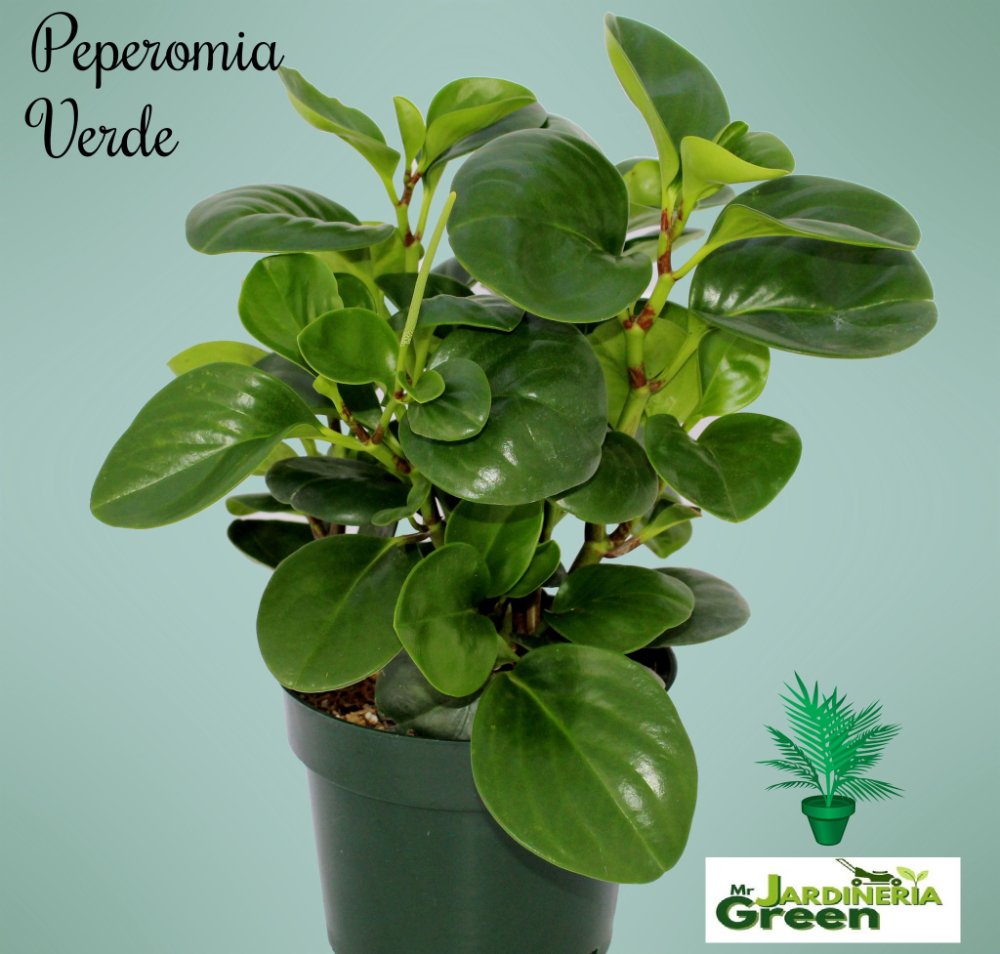 PEPERONIA VERDE