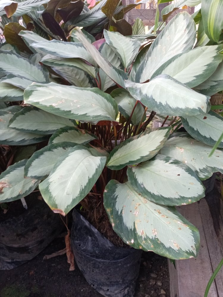 CALATHEA